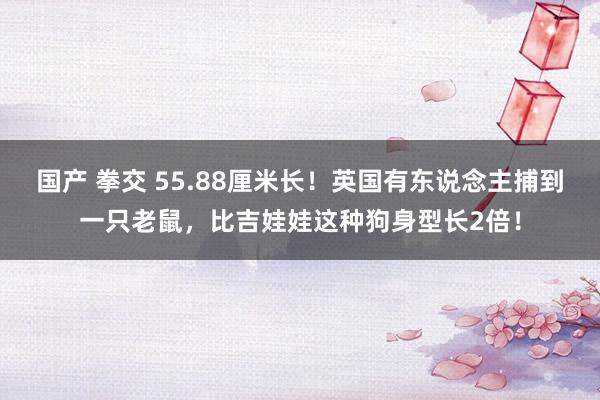 国产 拳交 55.88厘米长！英国有东说念主捕到一只老鼠，比吉娃娃这种狗身型长2倍！