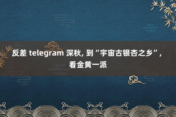 反差 telegram 深秋, 到“宇宙古银杏之乡”, 看金黄一派